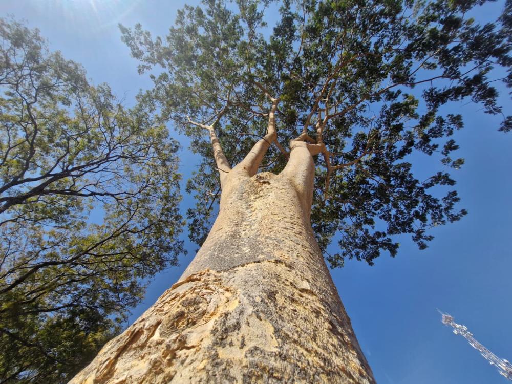 Conheça a importância do angico-farinha-seca para a arborização do DF